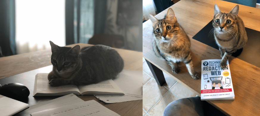 Des chats posés sur un livre dédié à la rédaction web
